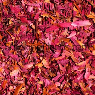 Red Lotus Flowers