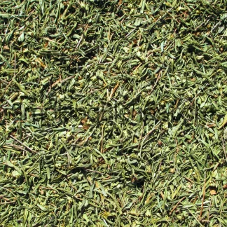 Sinicuichi Leaf | Heimia Salicifolia | Wild Crafted
