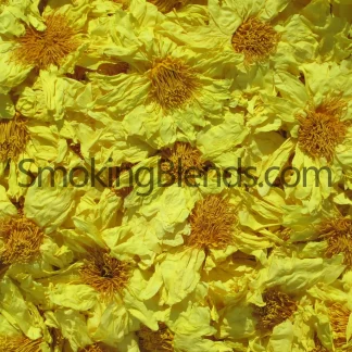 Whole Yellow Lotus Flowers Premium Grade