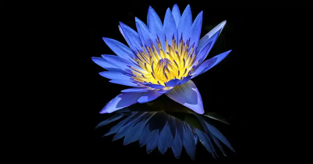 Nymphaea Caerulea the Sacred Blue Lotus of the Nile