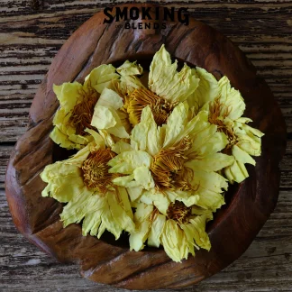 Whole Yellow Lotus Flowers Displayed in Wood Bowl
