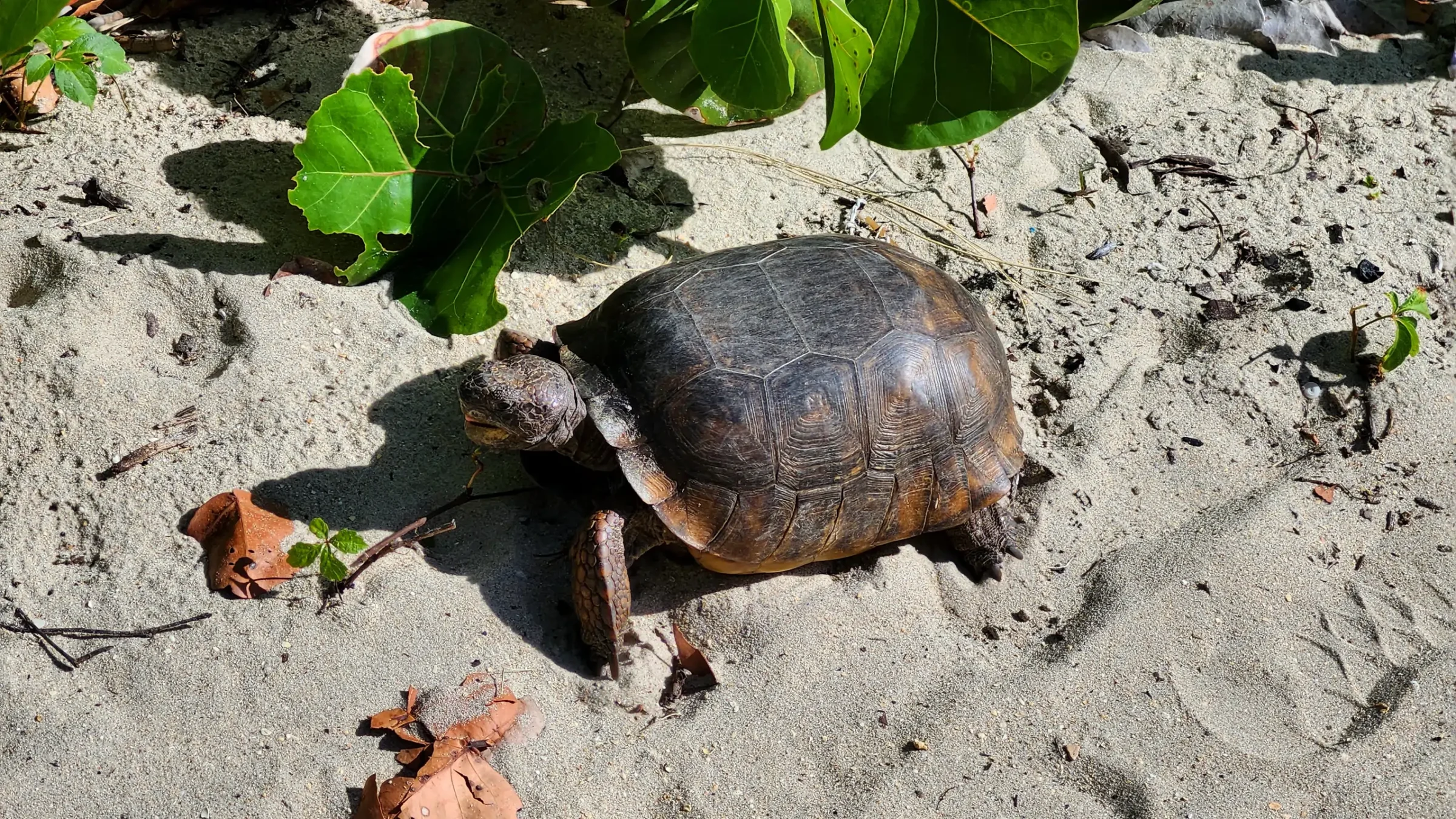 Gopher Tortoise Eating a Plant Leaf on the Beach