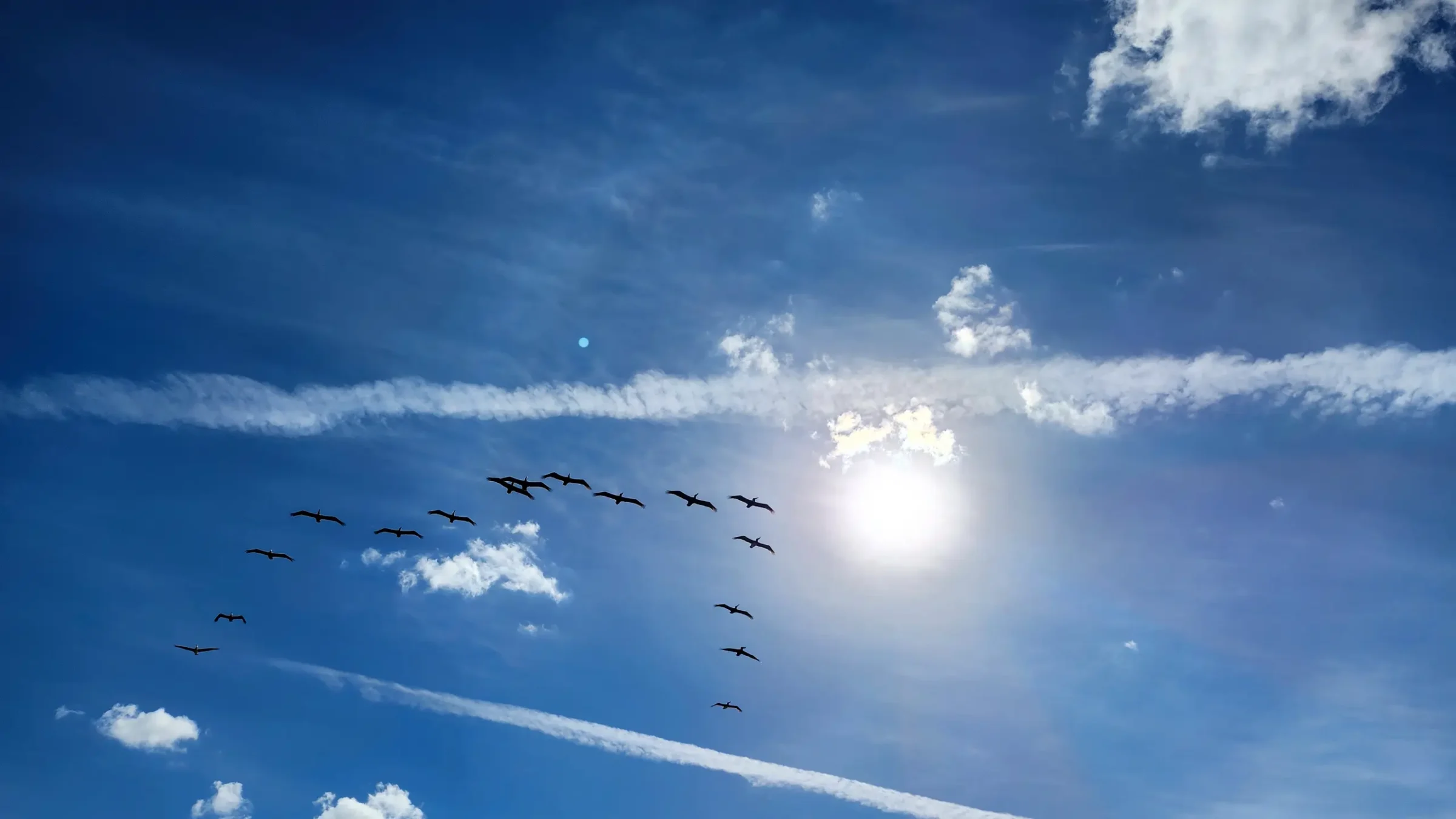 Pelicans Flying in a V-Formation
