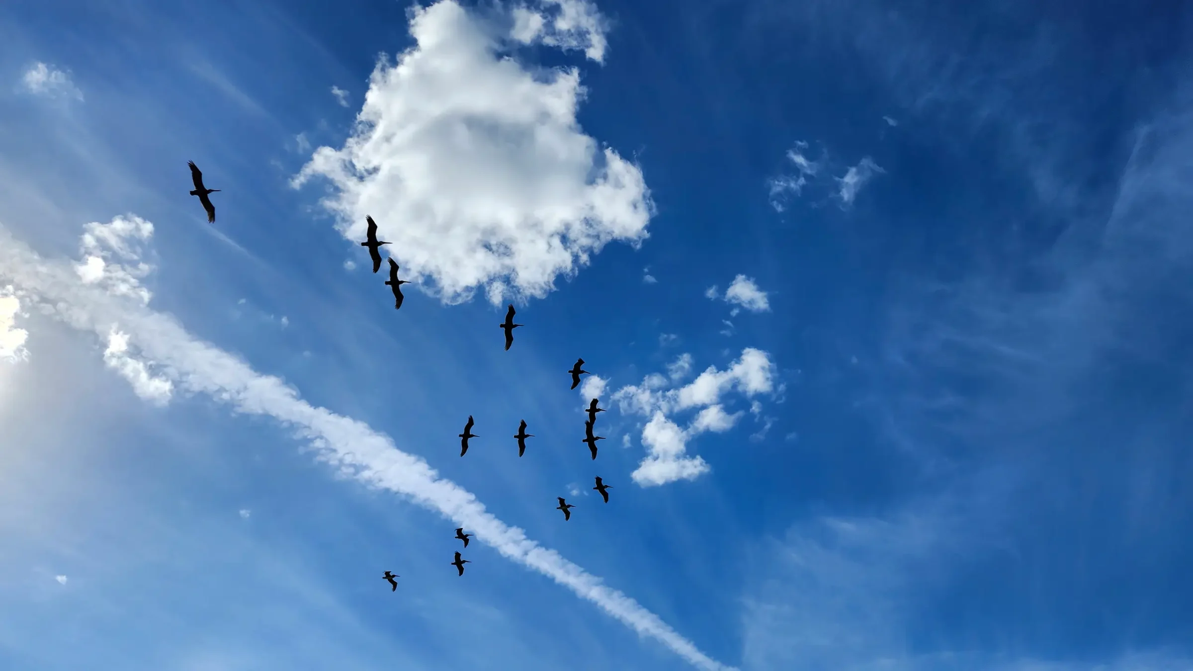 Pelicans Flying in an Arrow Formation