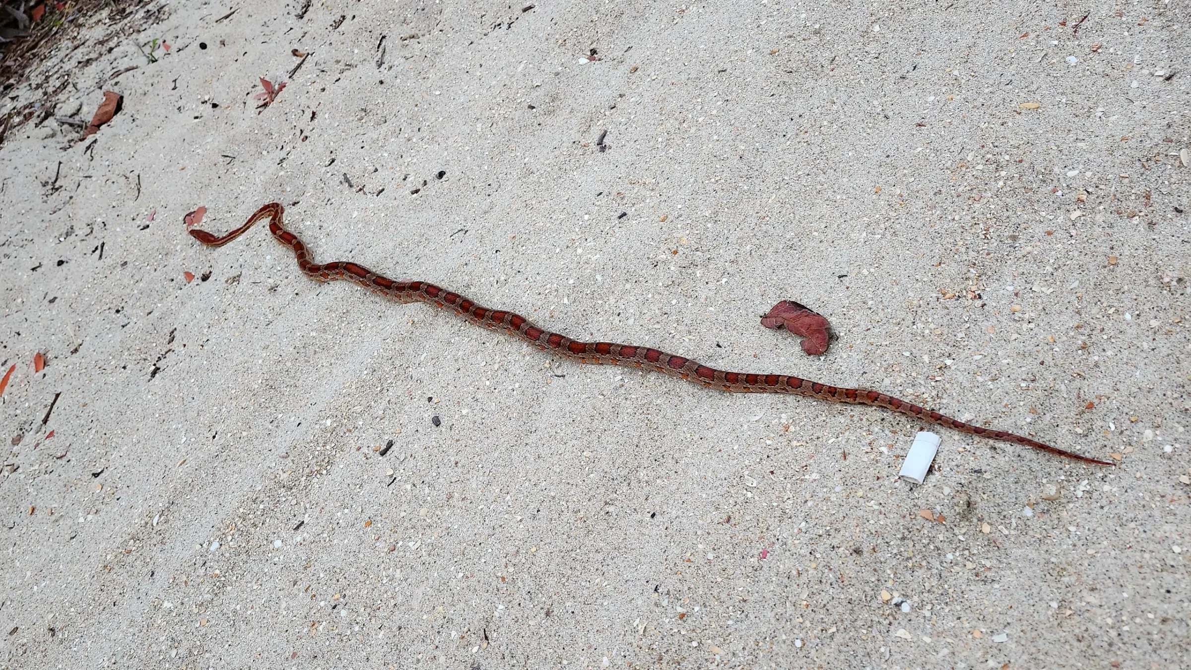 Corn Snake | Pantherophis guttatus