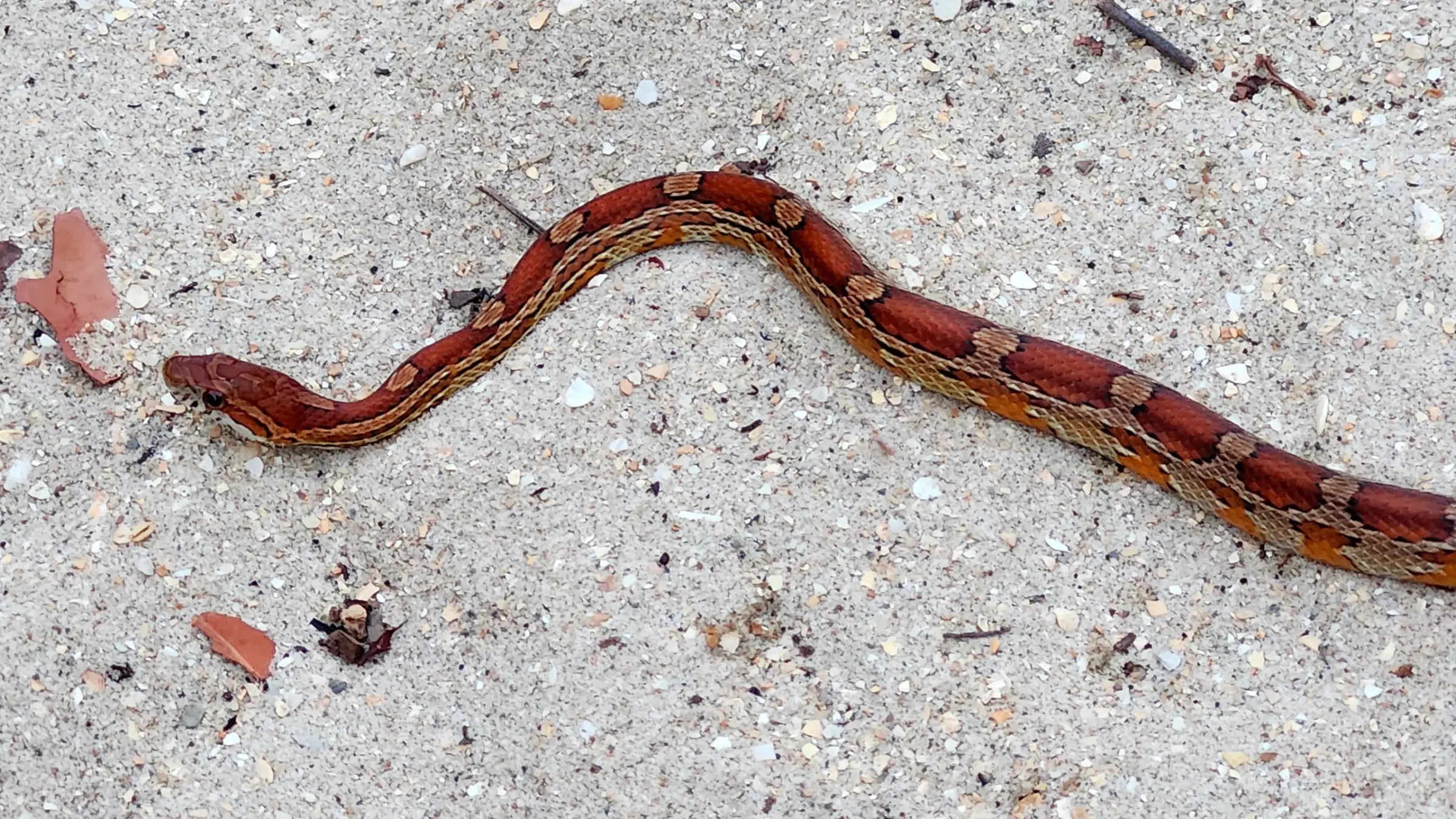Corn Snake | Pantherophis guttatus | Close Up