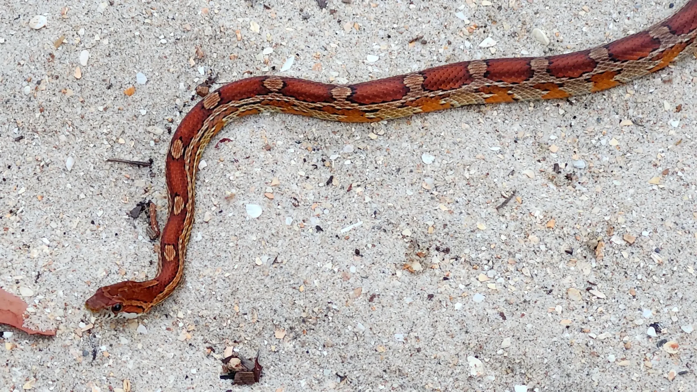 Corn Snake | Pantherophis guttatus