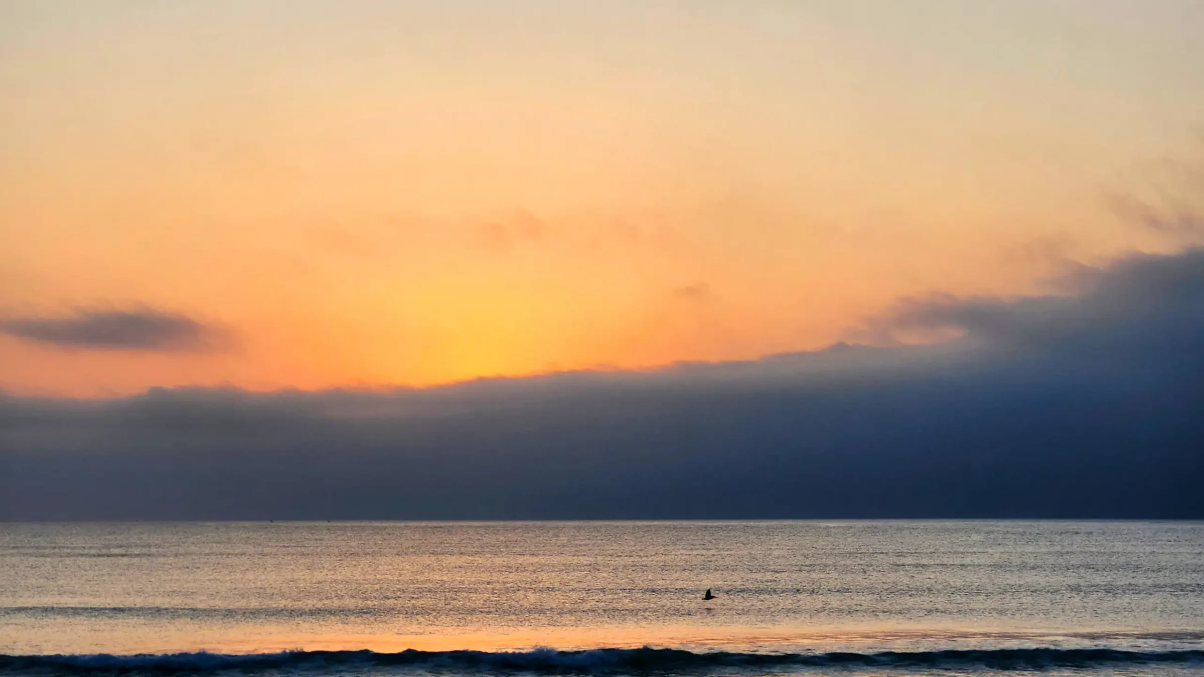 Sunrise on Florida's East Coast with Pelican