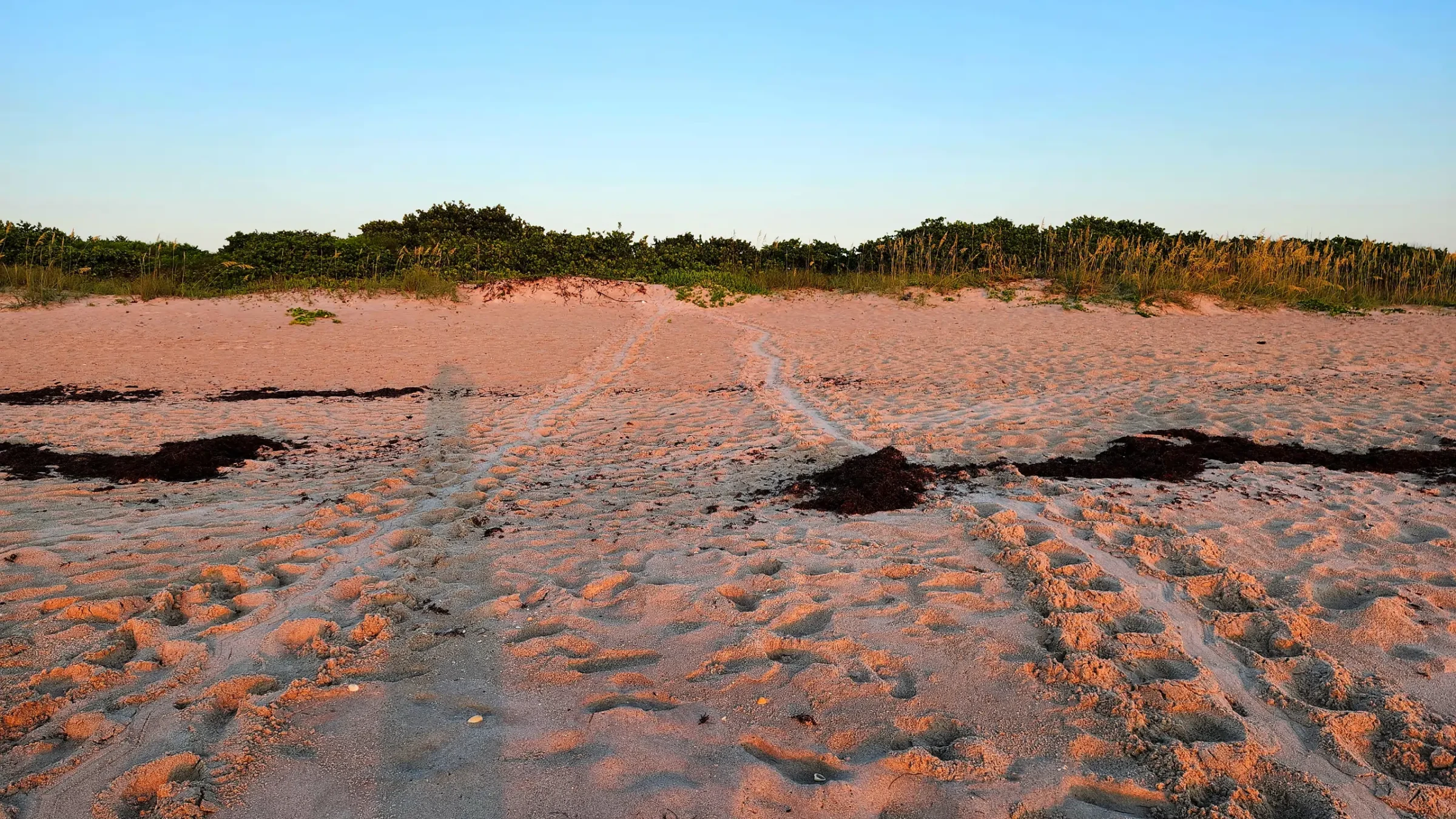 Sea Turtle Tracks in the Sand