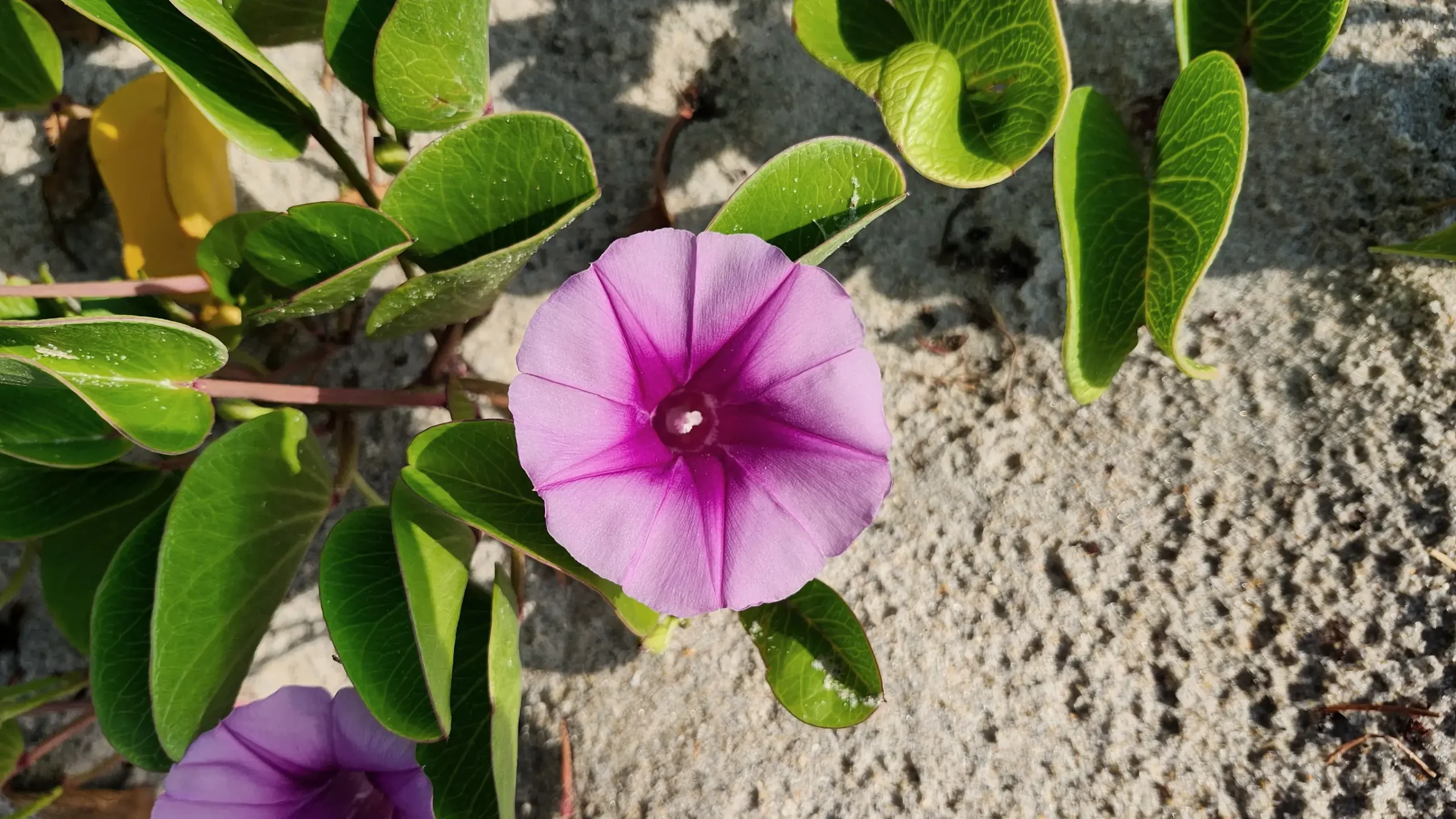 Beach Morning Glory (Ipomoea Pes-Caprae) on the Beach