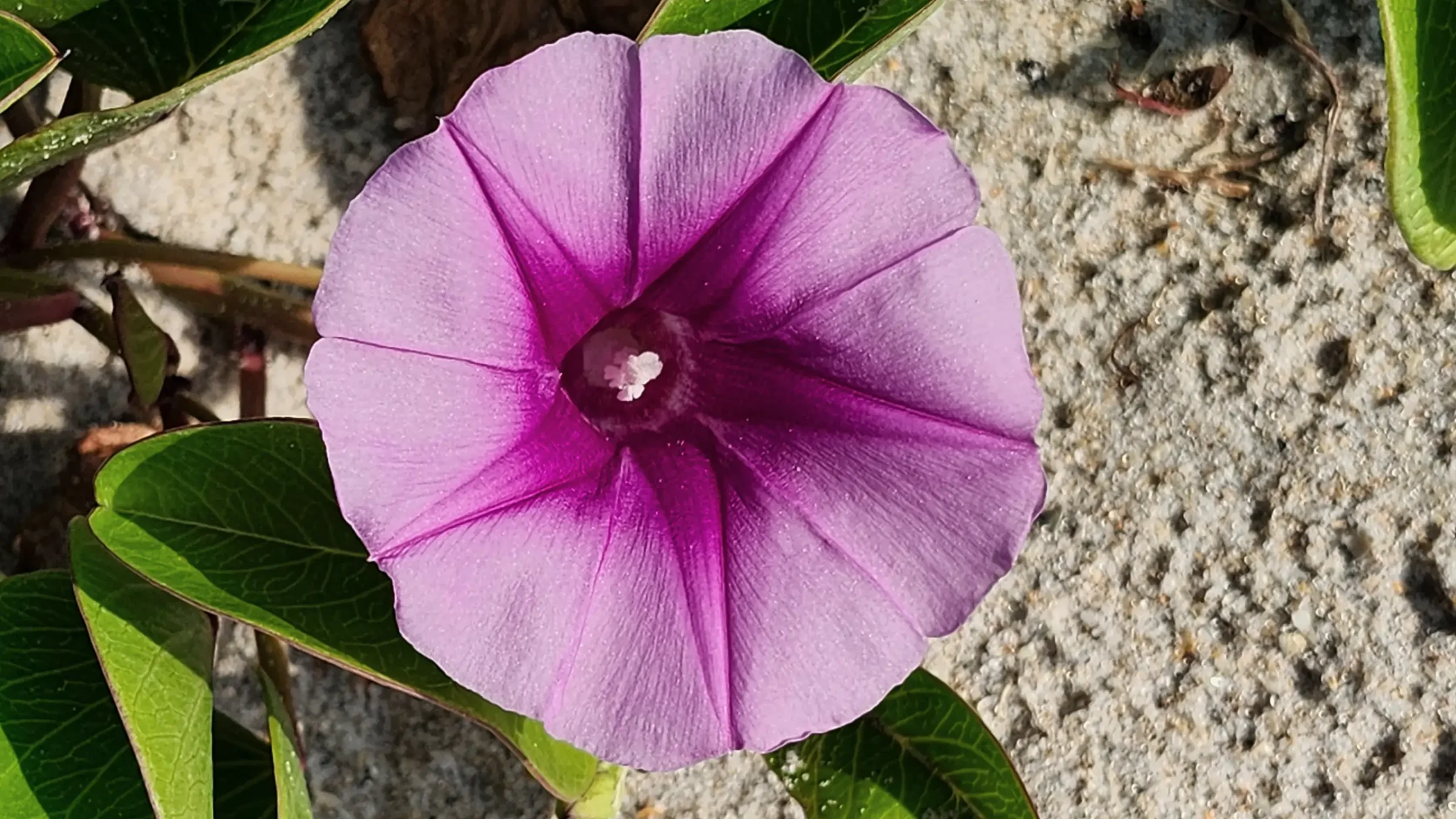 Beach Morning Glory | Ipomoea Pes-Caprae | Close Up