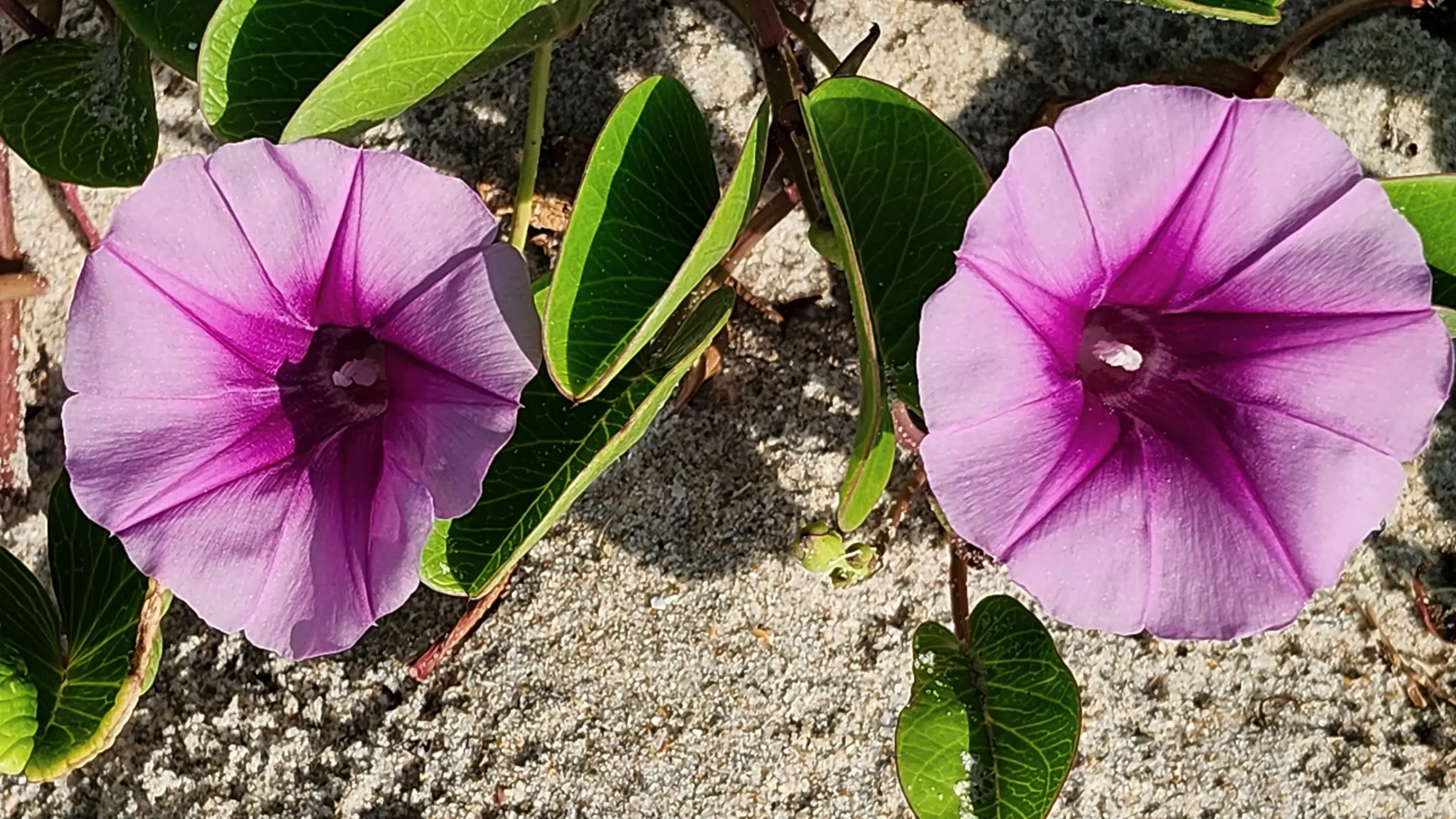 Beach Morning Glory | Ipomoea Pes-Caprae