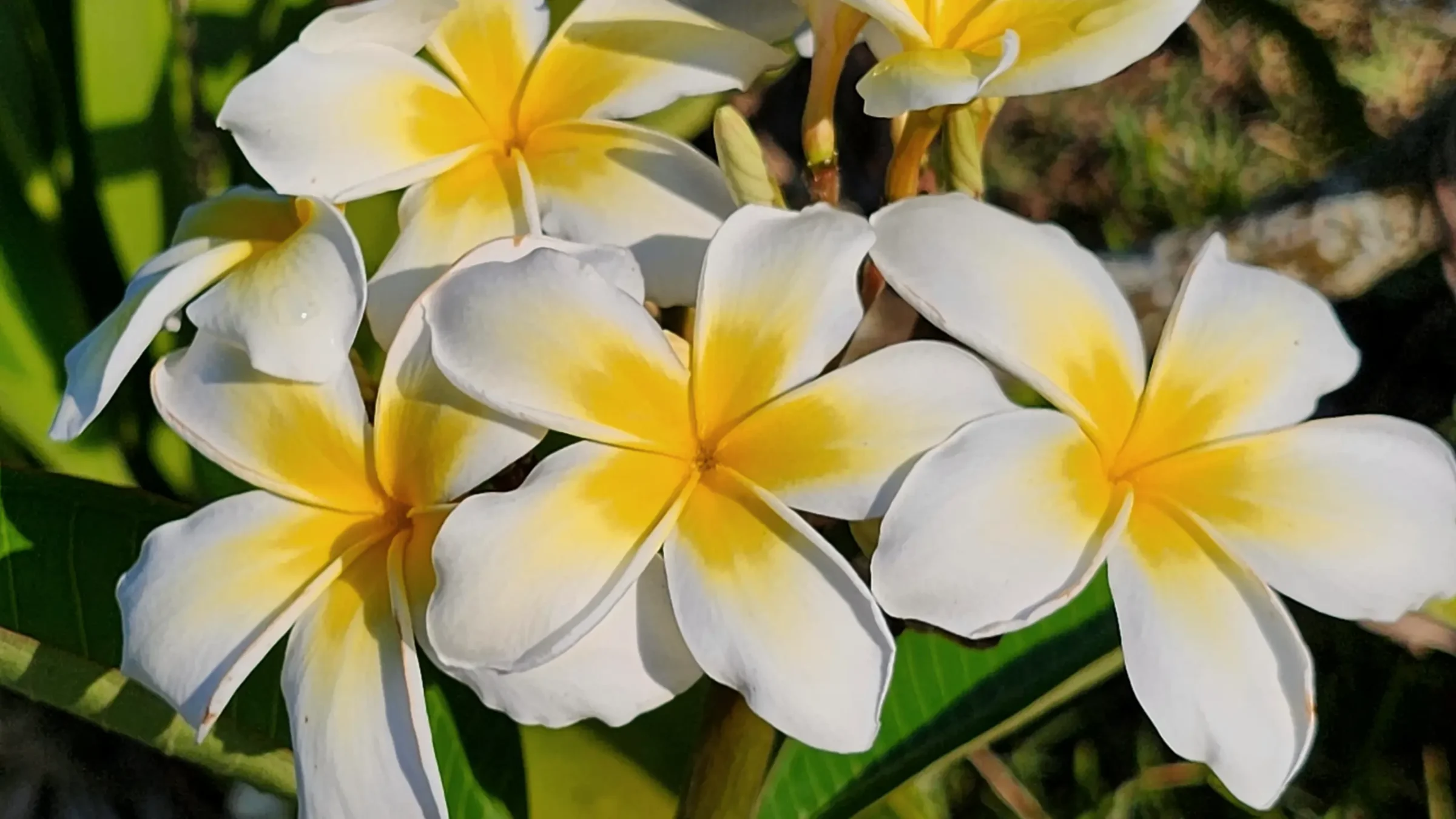 Frangipani | Florida