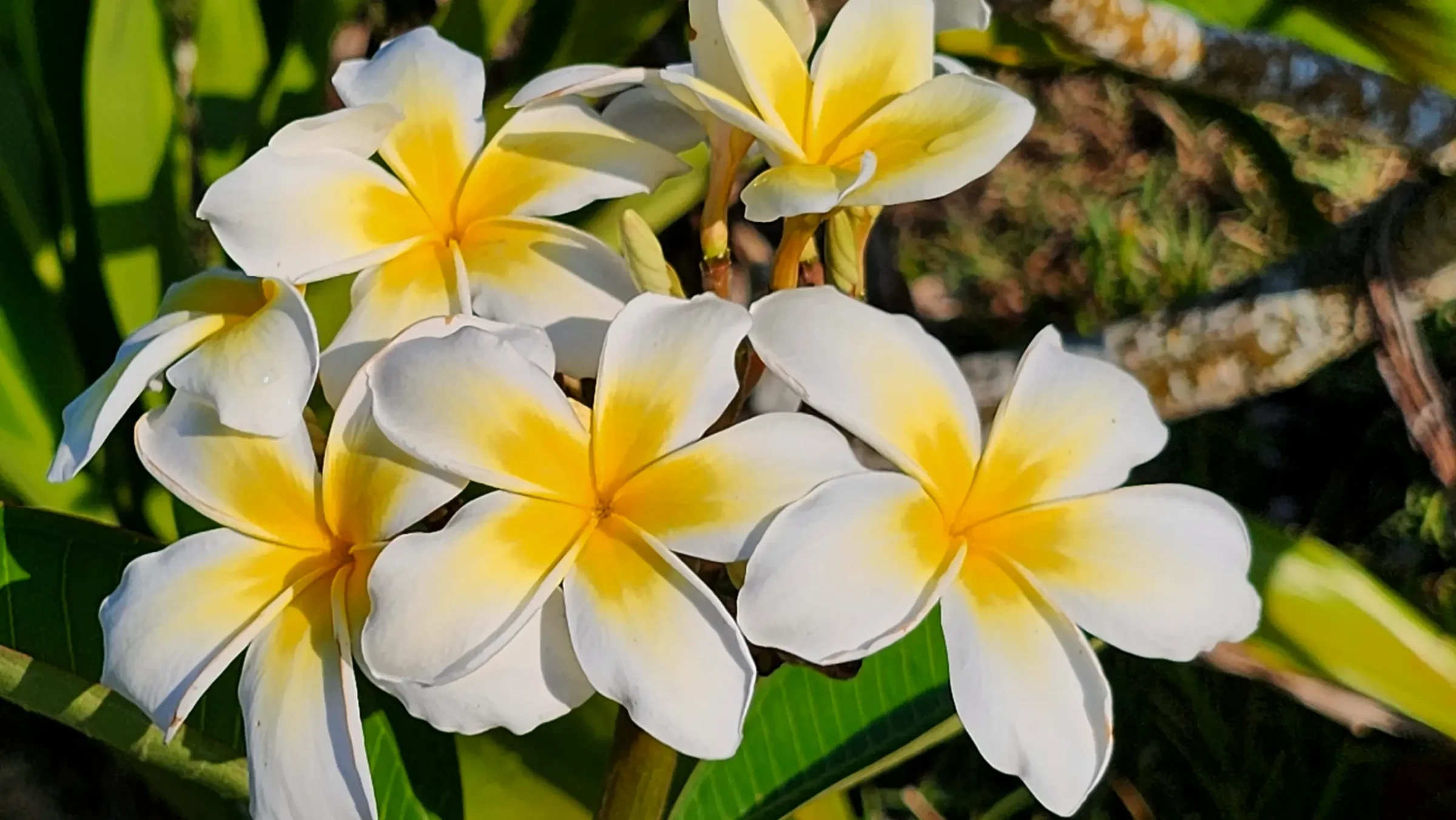 Plumeria Flowers | Frangipani