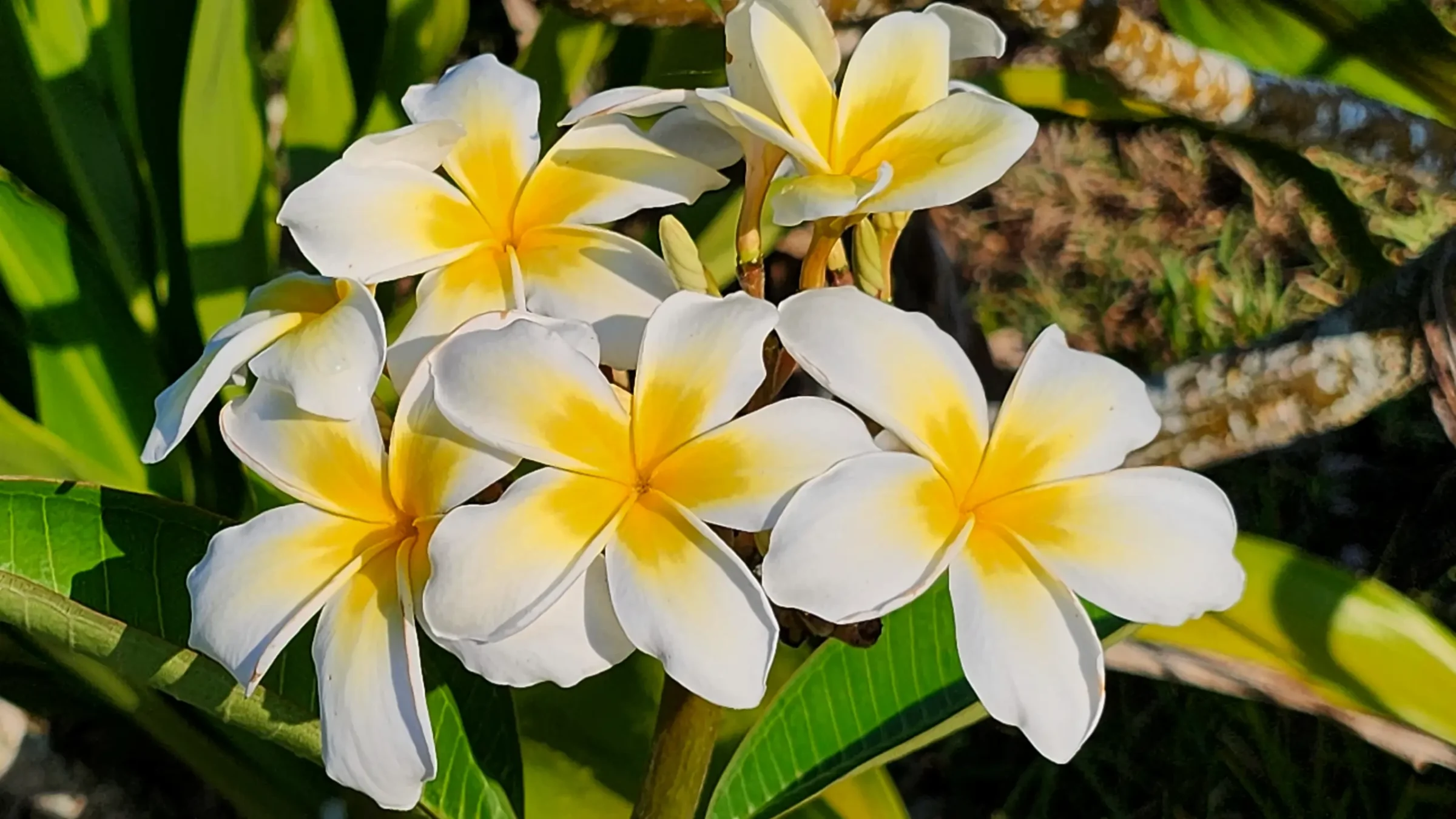 Plumeria Flowers | Also Called Frangipani