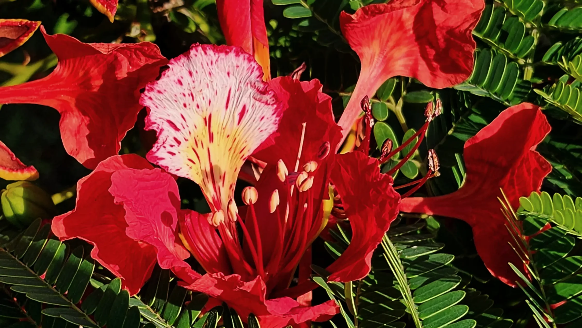 Flamboyant Tree, Key West Red | Delonix Regia