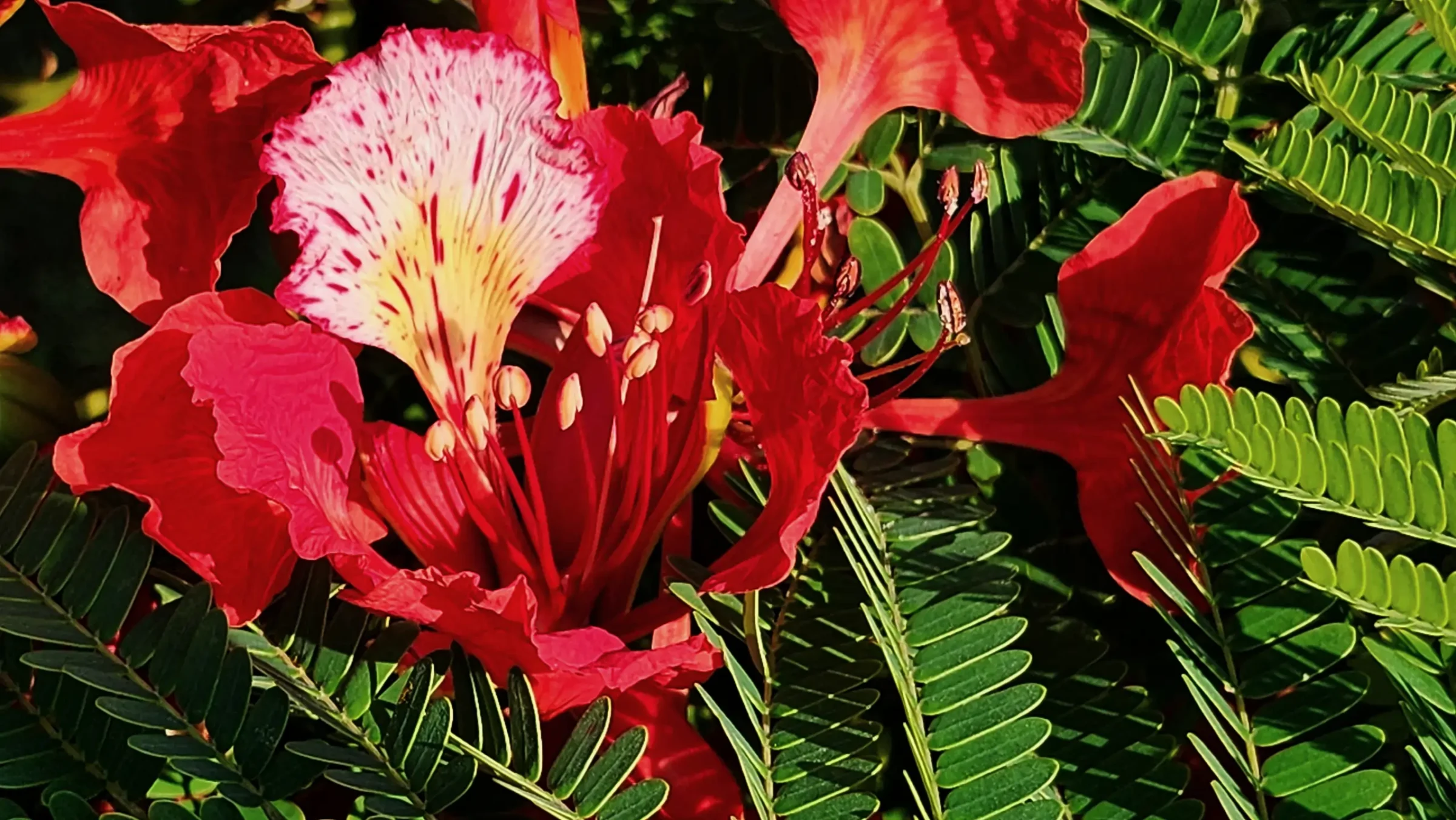 Royal Poinciana Flower | Delonix Regia
