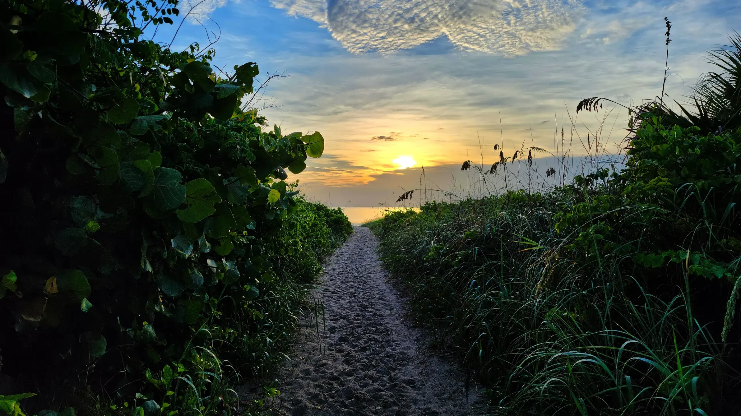 Walking Down a Trail to the Beach at Sunrise