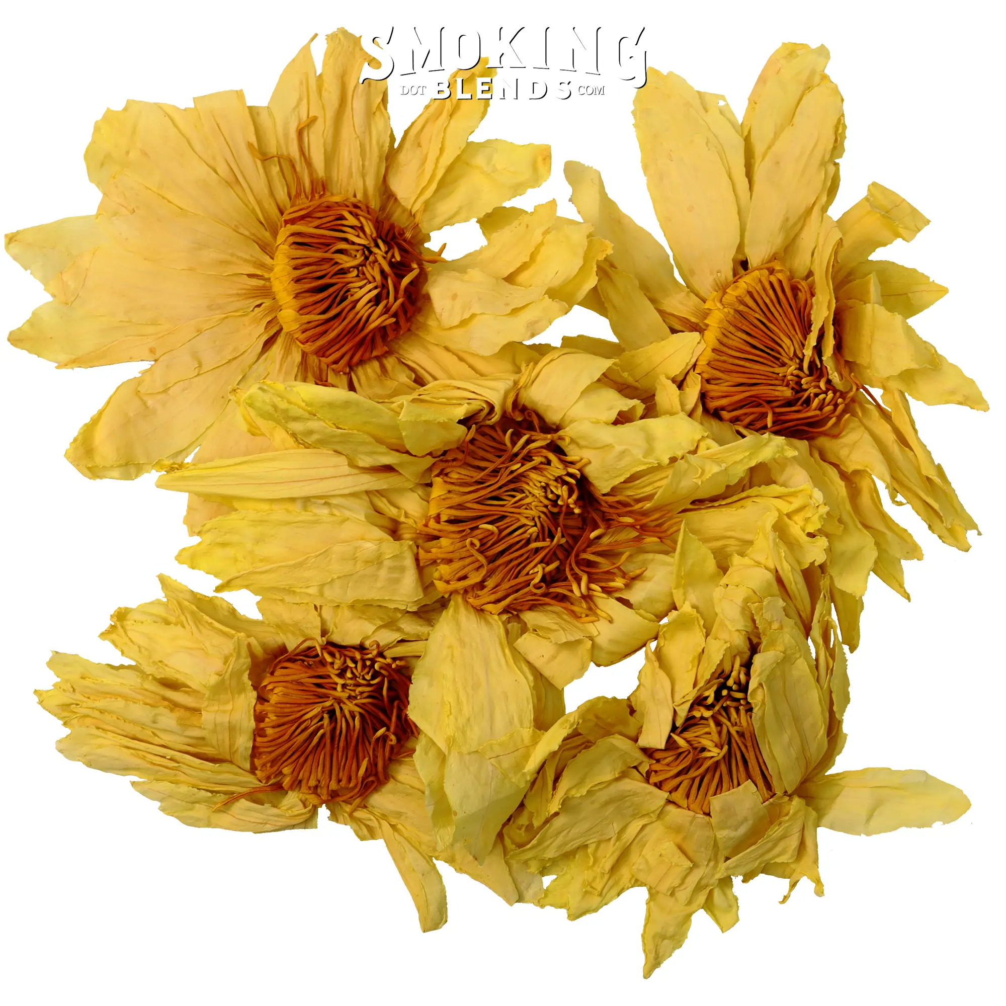 Yellow Lotus Banana Water Lily