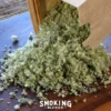 Closeup of a Package of Jupiter's Staff Mullein Blend Being Poured Onto a Rolling Tray