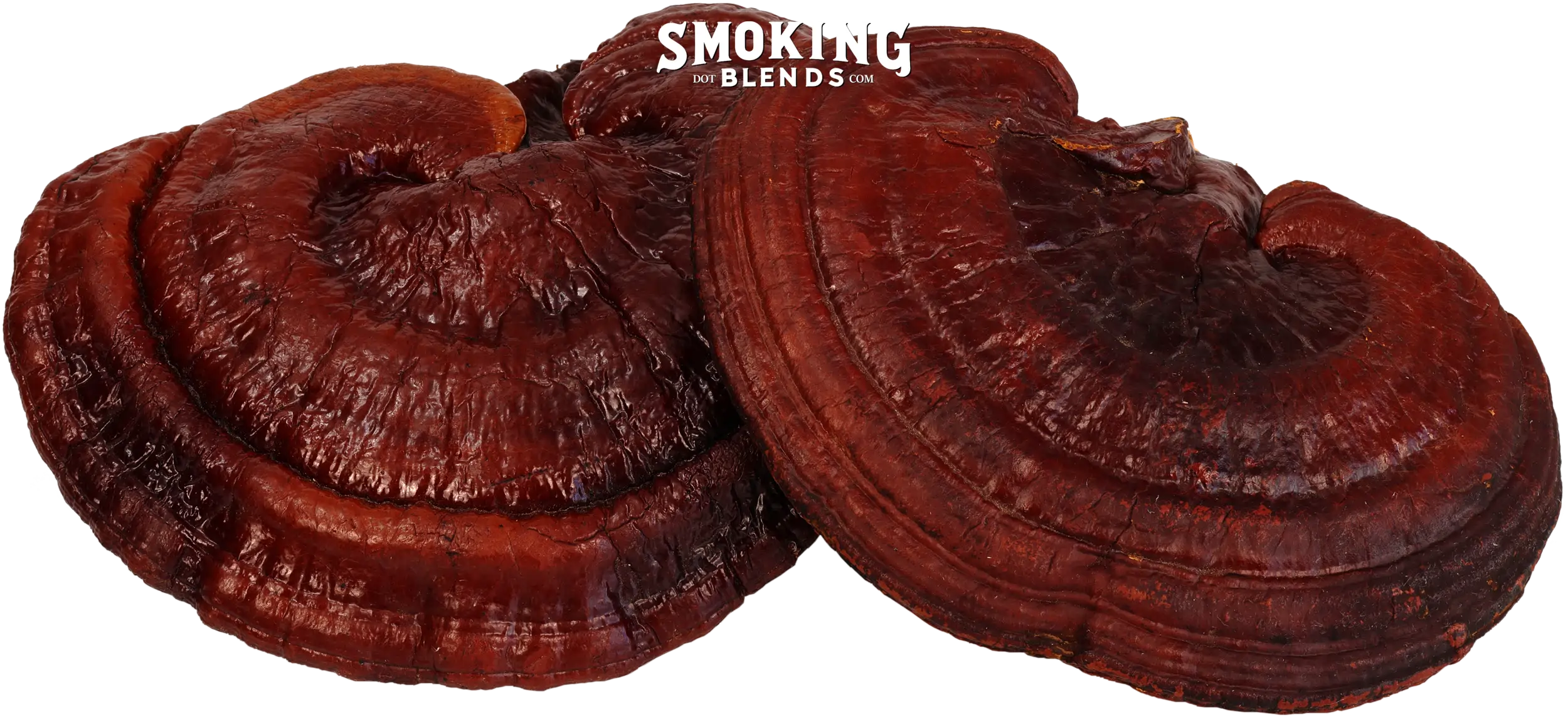 Two premium whole dried Reishi mushrooms stacked, displaying their thick, woody texture and kidney-shaped caps.