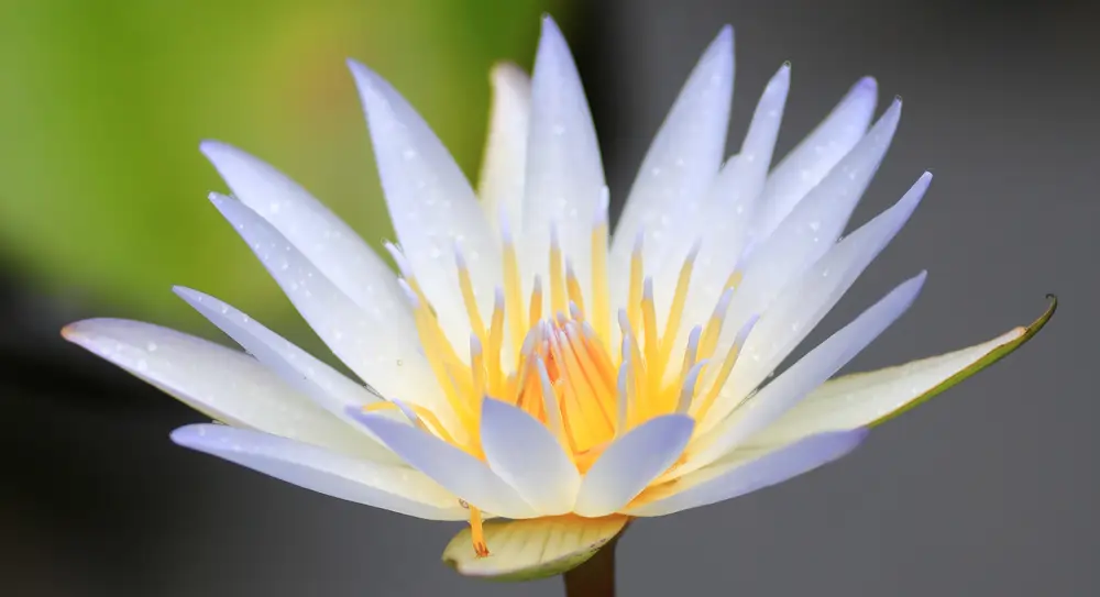 A White Egyptian lotus flower (Nymphaea lotus) with white petals, yellow stamens, known to the ancient Egyptians as seshen or sesen.