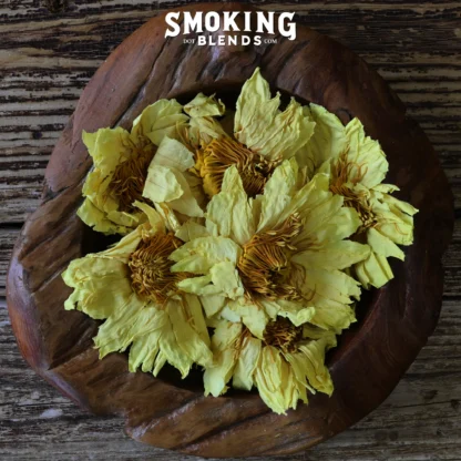 Whole Yellow Lotus Flowers Displayed in Wood Bowl